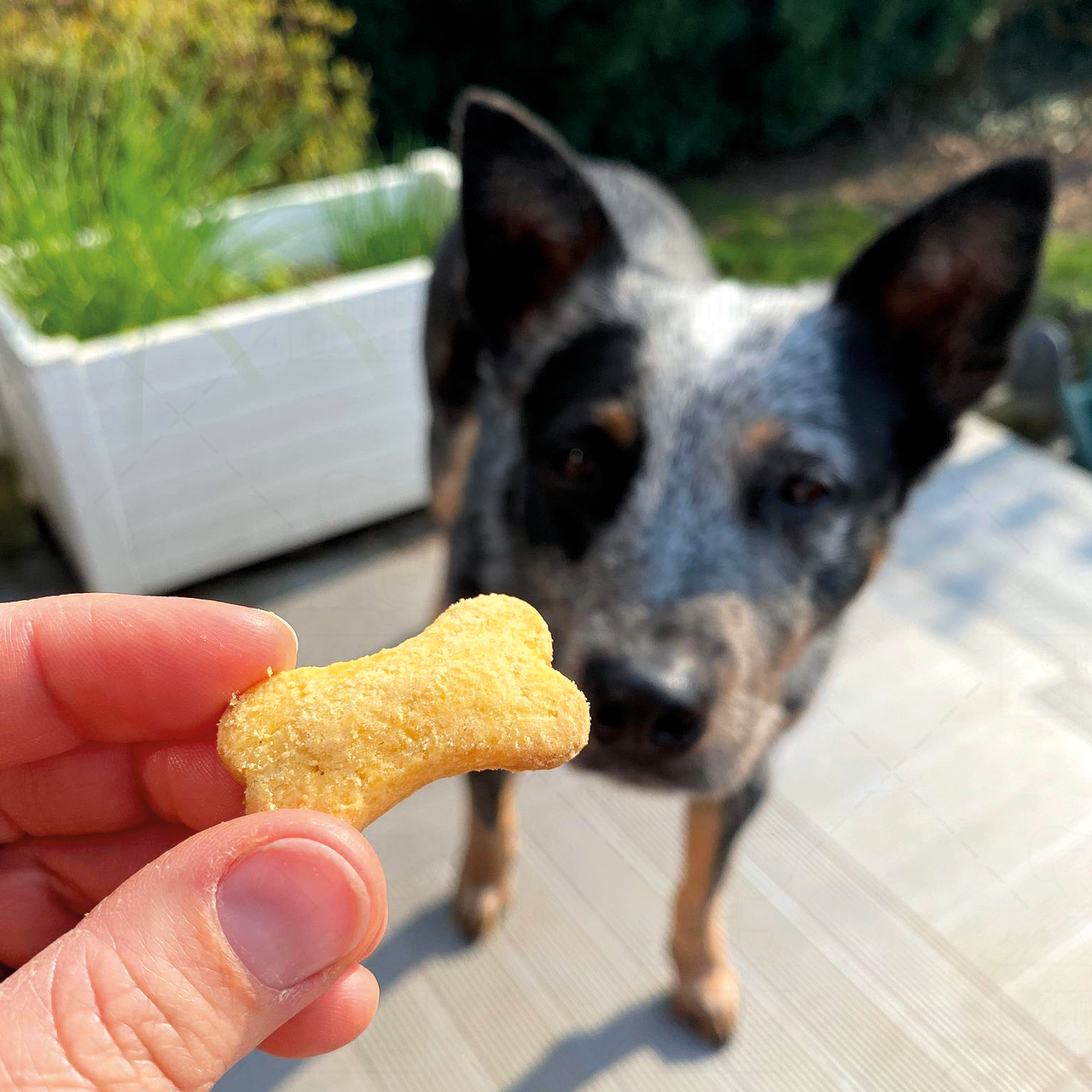 Biscuits sans céréales