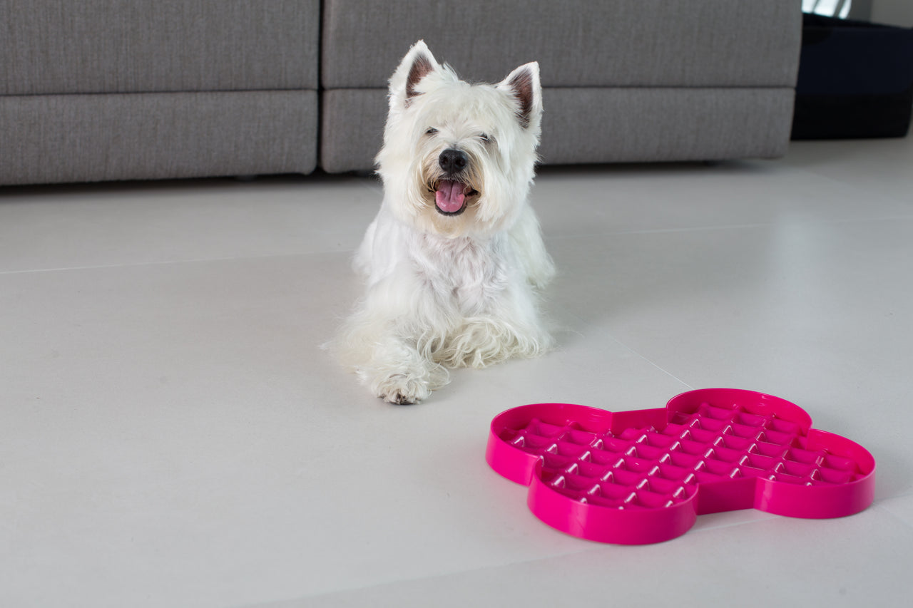 Gamelle SloDog