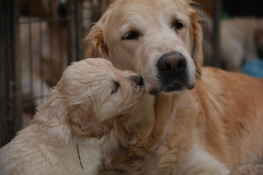 Le Golden Retriever