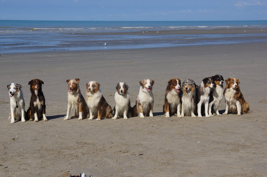 Photo plage bergers autraliens. Elevage Berger Australien Of Jamandco.