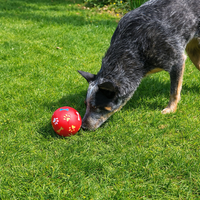 Thumbnail for Balle distributeur de friandises