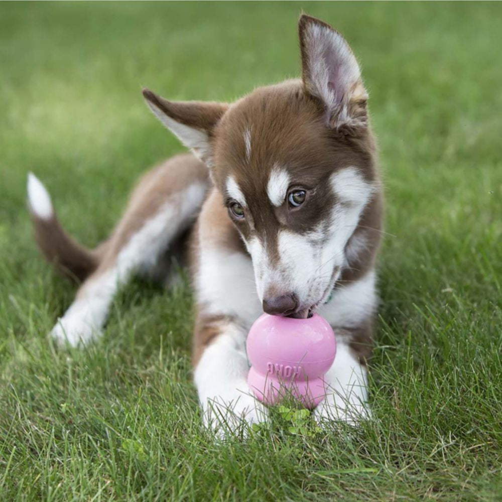 Pâte KONG Easy Treat Chiot